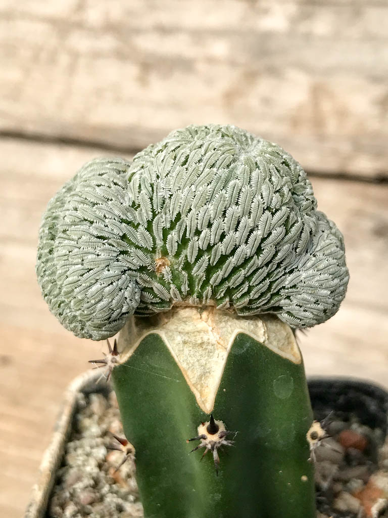 SHPR6835 Pelecyphora aselliformis f. cristata