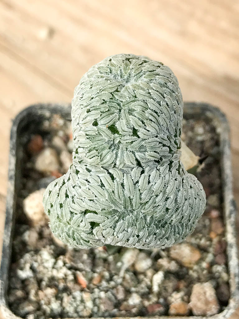 SHPR6835 Pelecyphora aselliformis f. cristata - Image 3