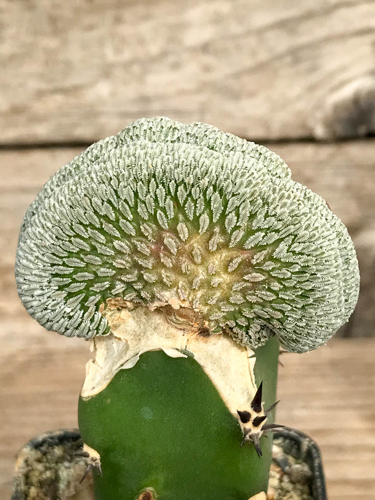 SHPR6836 Pelecyphora aselliformis f. cristata - Зображення 2