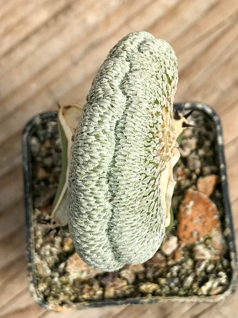 SHPR6836 Pelecyphora aselliformis f. cristata