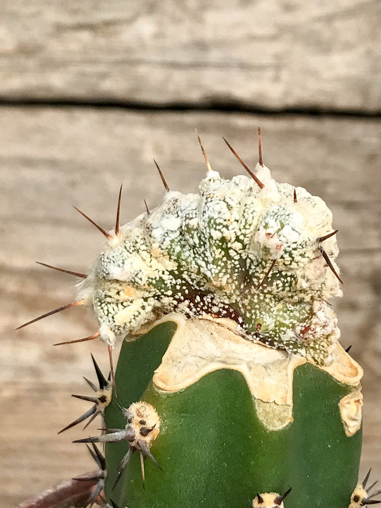 SHPR6837 Astrophytum ornatum x myriostigma f. cristata