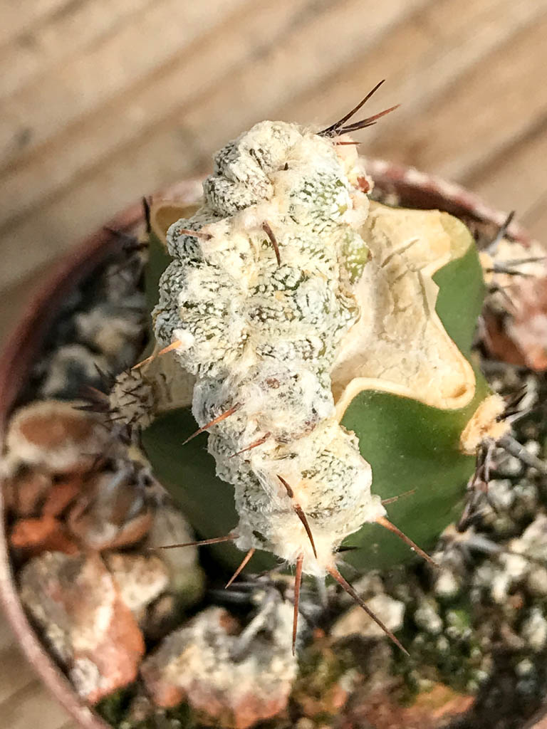 SHPR6837 Astrophytum ornatum x myriostigma f. cristata - Image 3