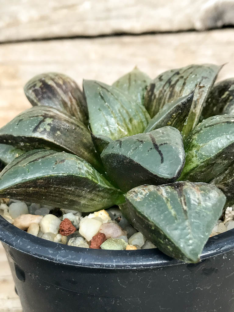 SHPR6839 Haworthia 'Taketora' variegata - Obrázek 2