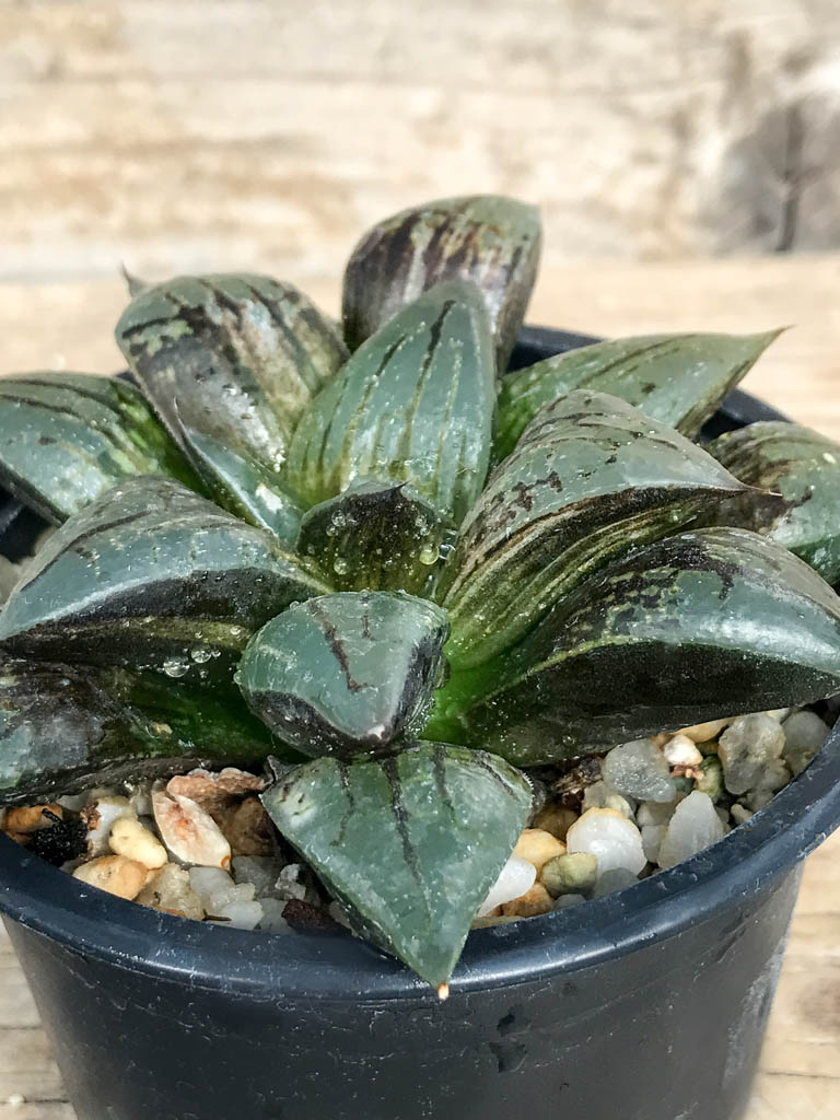 SHPR6839 Haworthia 'Taketora' variegata - Obrázek 3