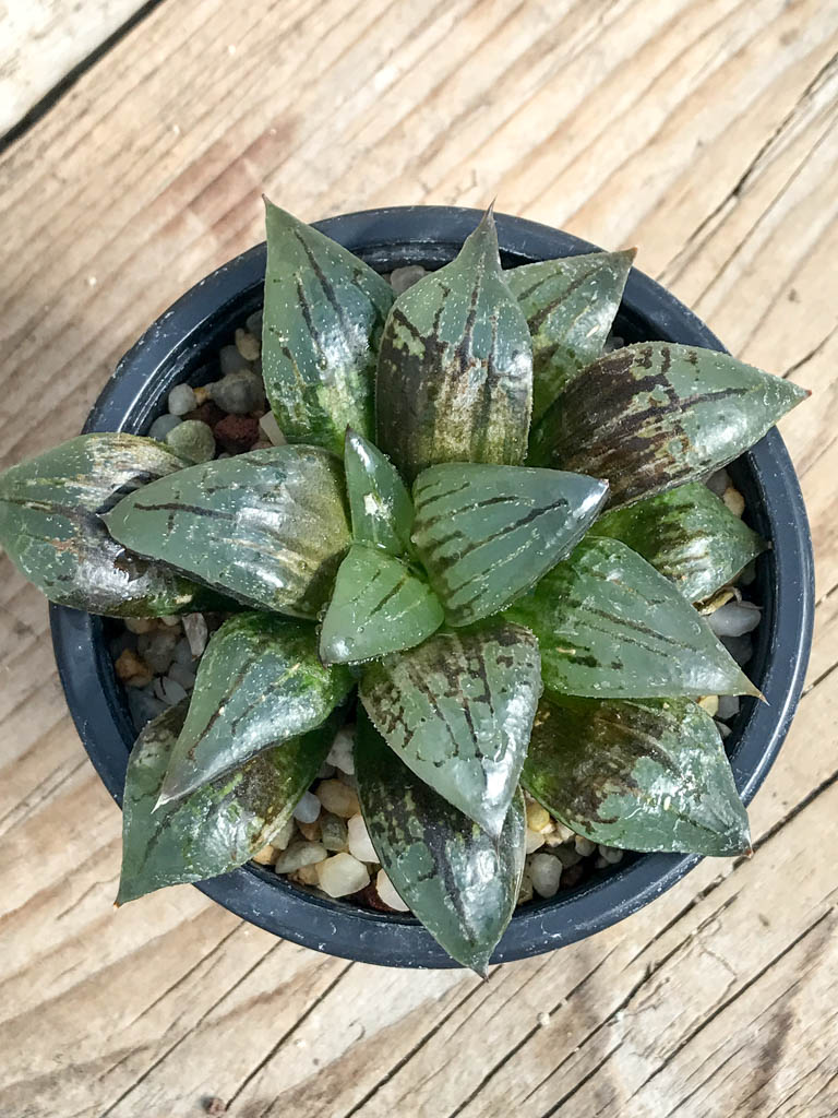 SHPR6839 Haworthia 'Taketora' variegata