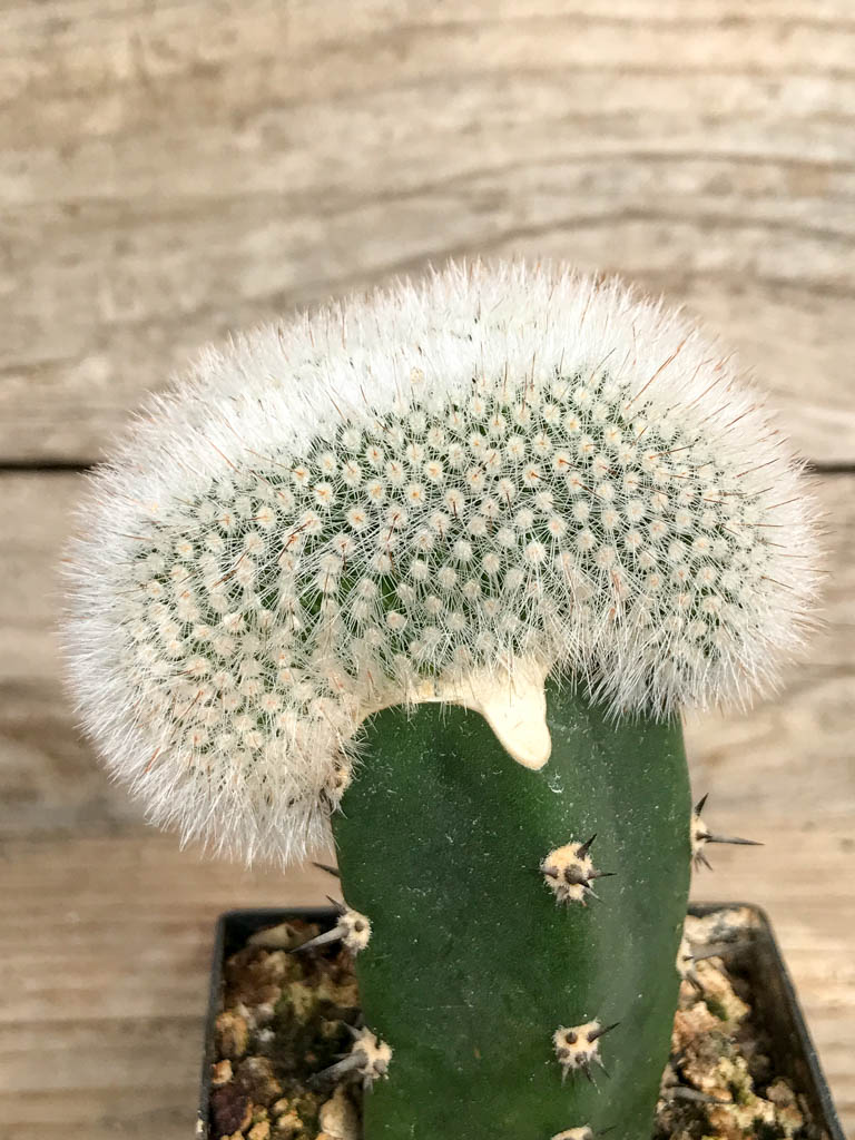 SHPR6840 Parodia scopa / Notocactus scopa f. cristata - Image 2