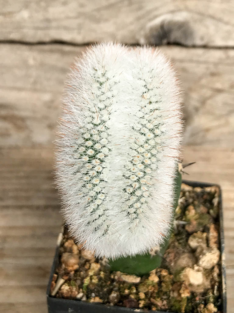 SHPR6840 Parodia scopa / Notocactus scopa f. cristata