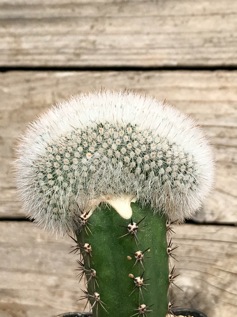 SHPR6840 Parodia scopa / Notocactus scopa f. cristata - Image 4