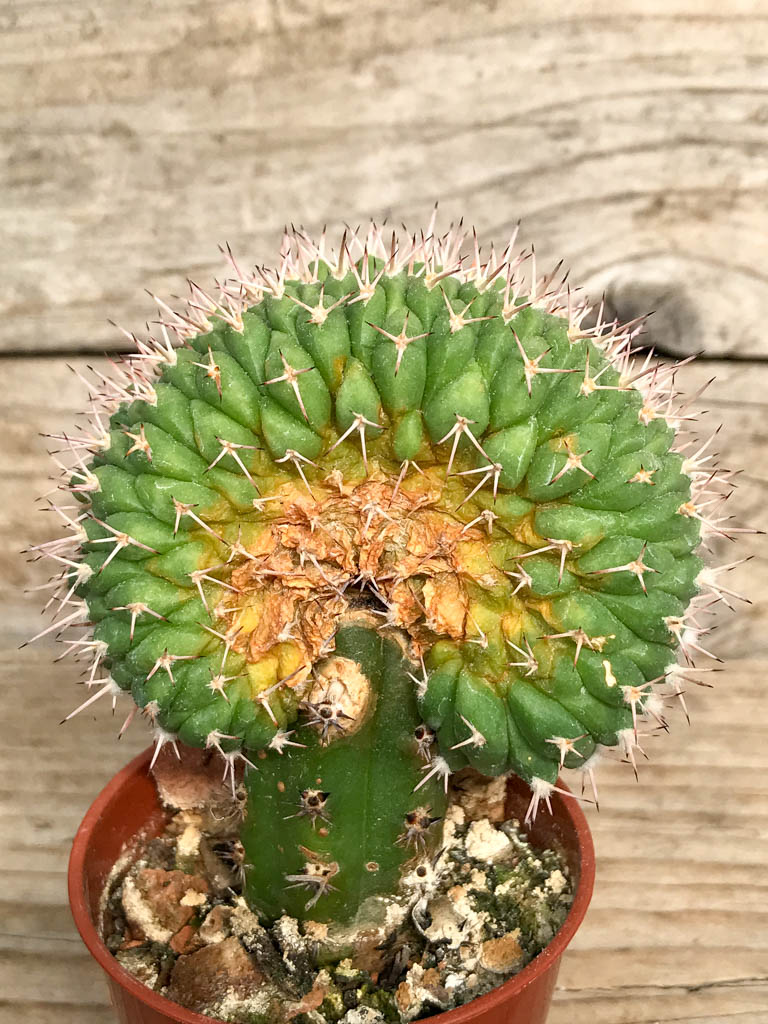 SHPR6841 Mammillaria karwinskiana f. cristata Кактус онлайн