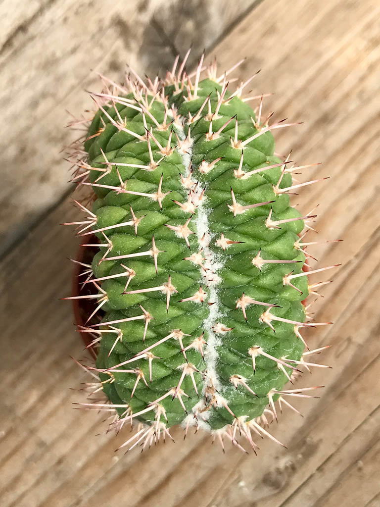 SHPR6841 Mammillaria karwinskiana f. cristata