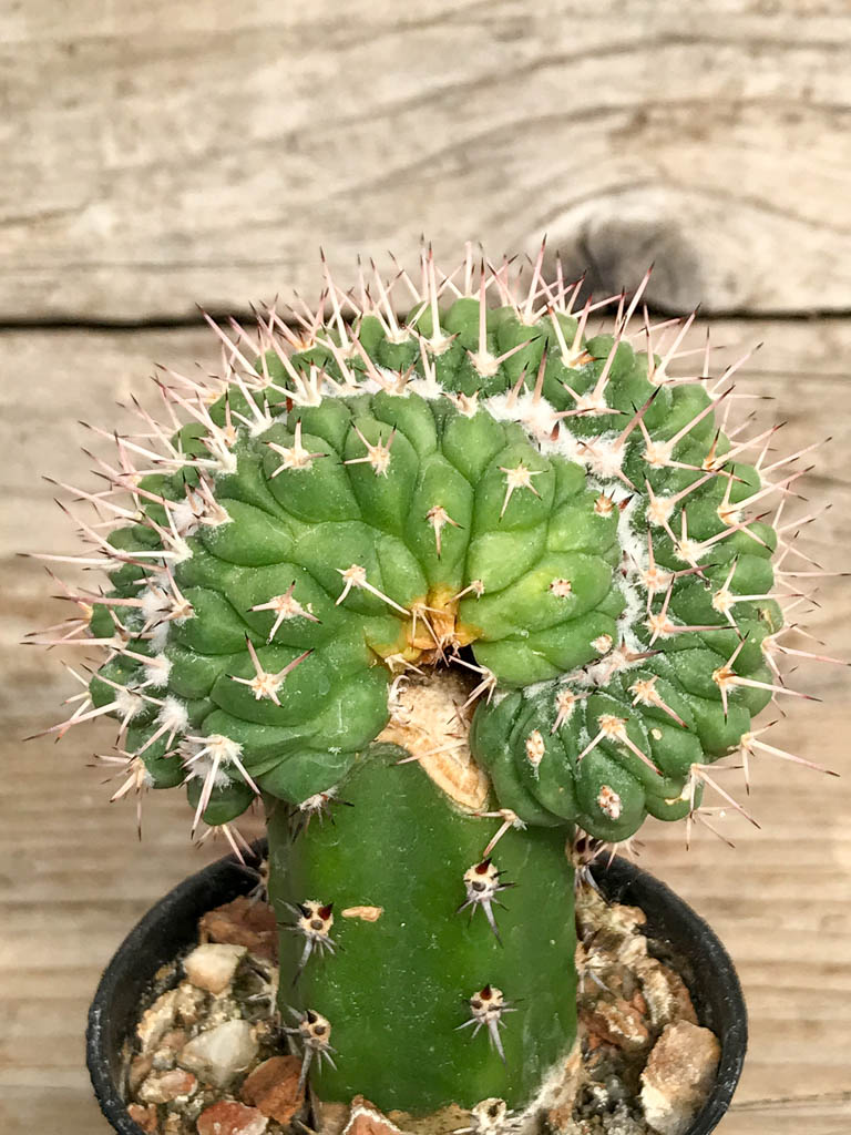 SHPR6842 Mammillaria karwinskiana f. cristata - Image 2