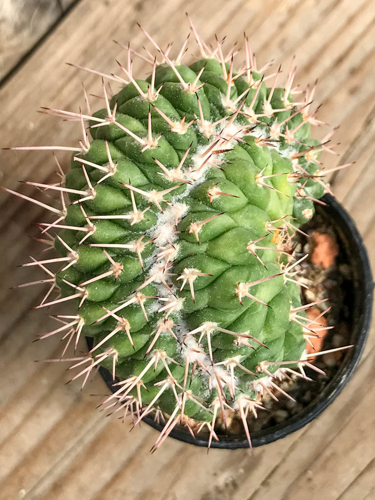 SHPR6842 Mammillaria karwinskiana f. cristata