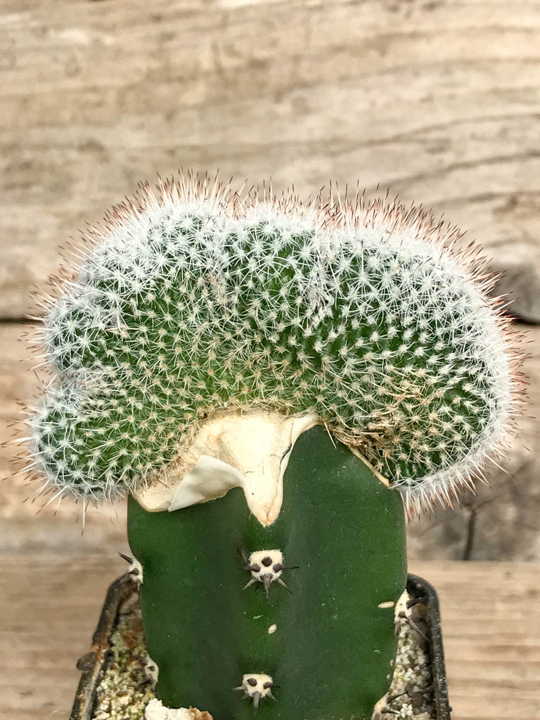 SHPR6843 Mammillaria geminispina f. cristata