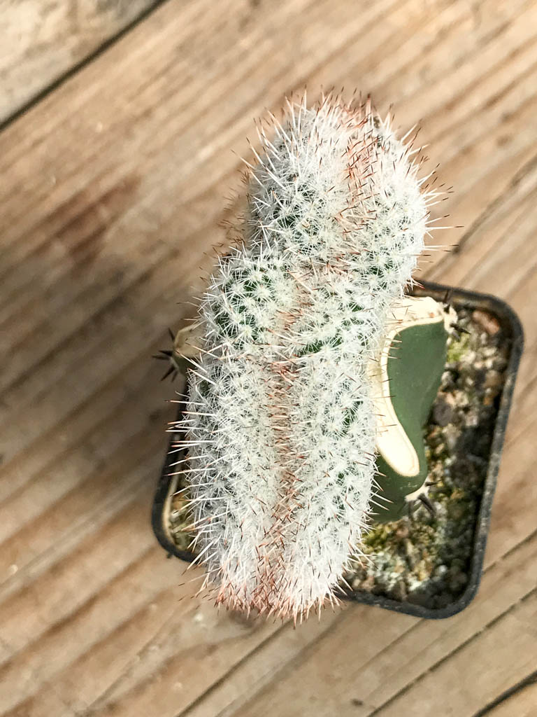 SHPR6843 Mammillaria geminispina f. cristata - Зображення 3