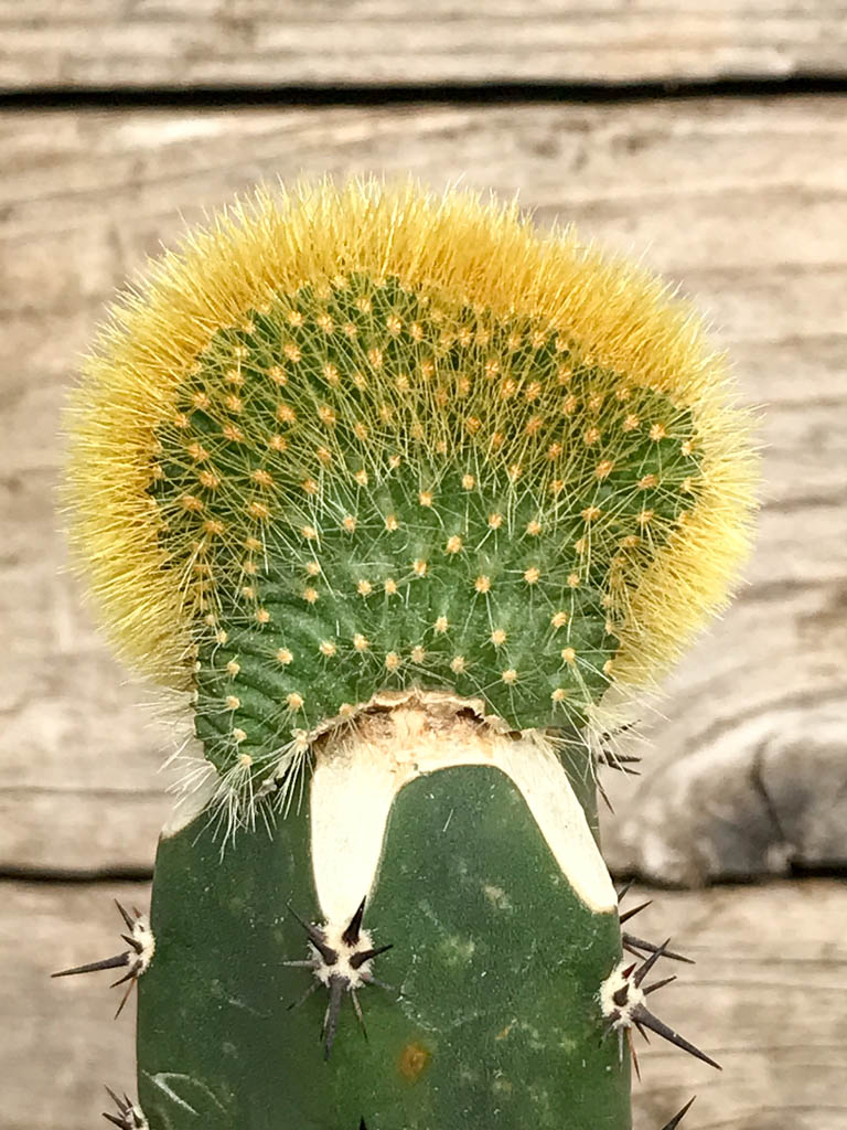 SHPR6845 Cleistocactus winteri f. cristata