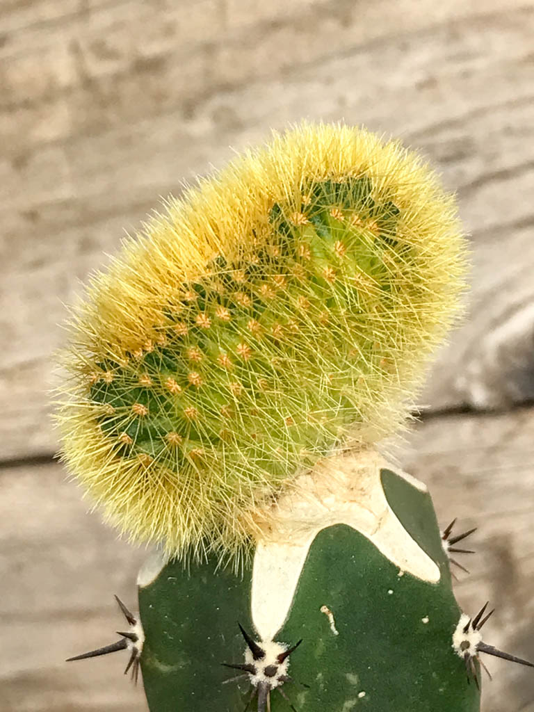 SHPR6845 Cleistocactus winteri f. cristata - Image 3