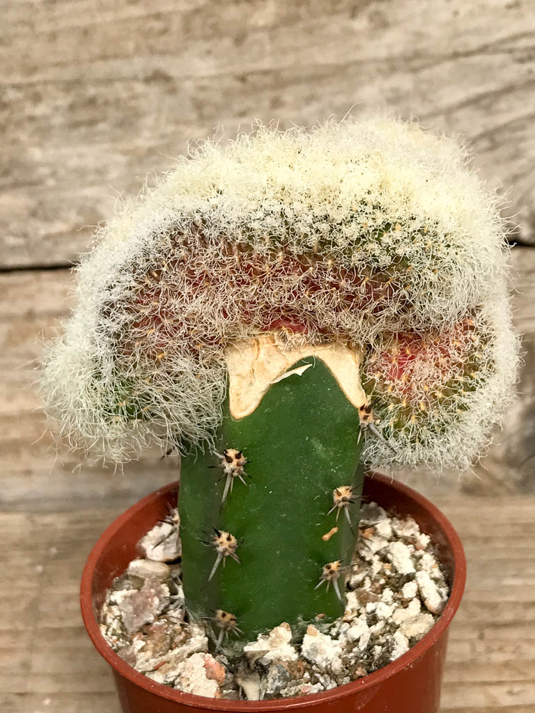 SHPR6850 Sulcorebutia rauschii f. cristata LH886