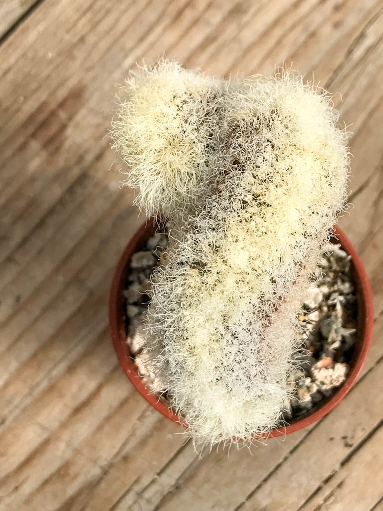 SHPR6850 Sulcorebutia rauschii f. cristata LH886 - Image 2