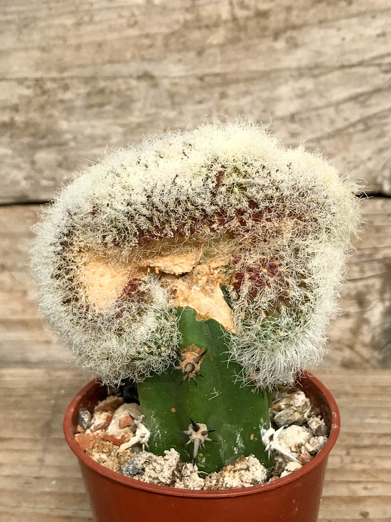 SHPR6850 Sulcorebutia rauschii f. cristata LH886 - Image 3