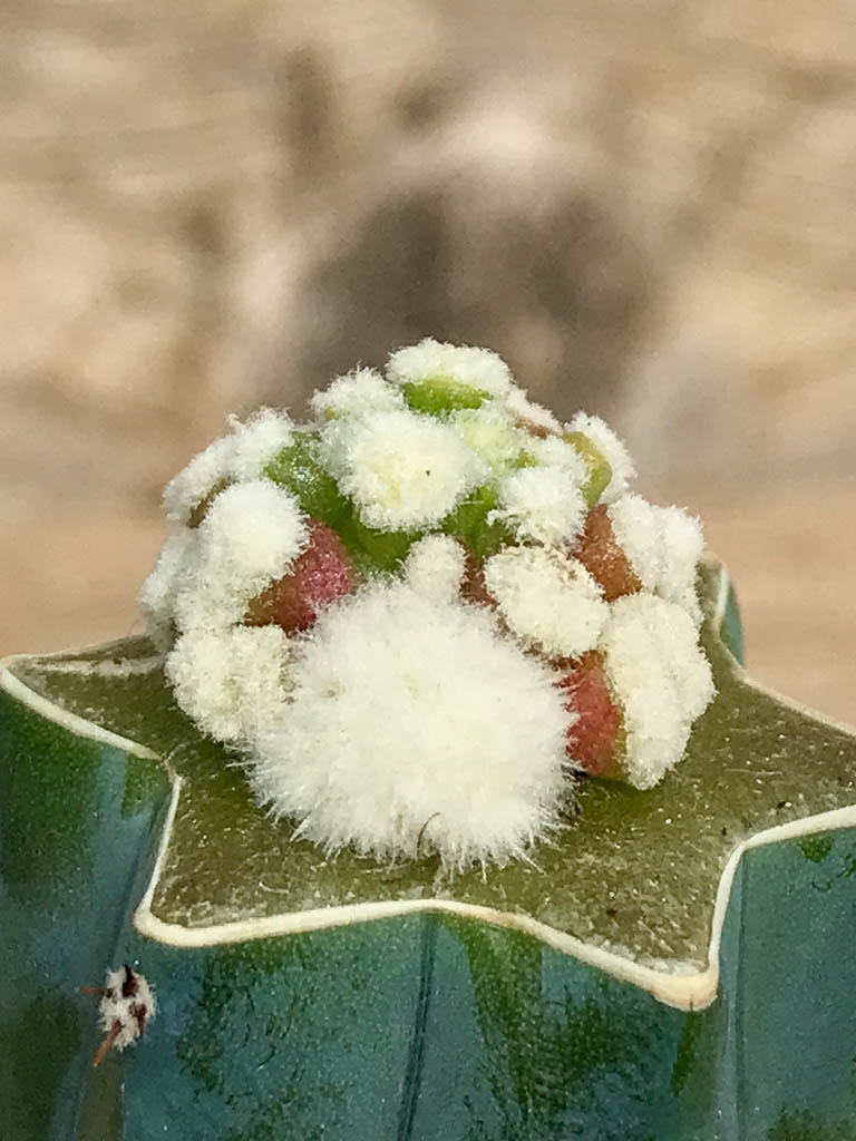 SHPR6851 Mammillaria duwei f. mostruosa
