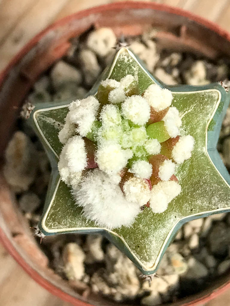 SHPR6851 Mammillaria duwei f. mostruosa - 画像 (2)