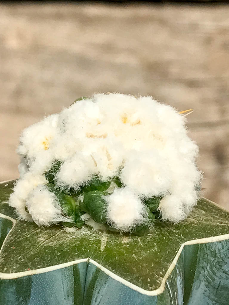 SHPR6852 Astrophytum asterias kikko lizard skin, monstruosa