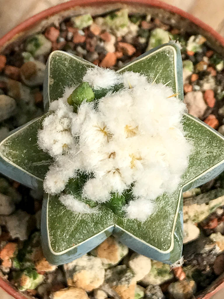 SHPR6852 Astrophytum asterias kikko lizard skin, monstruosa - Imagen 2