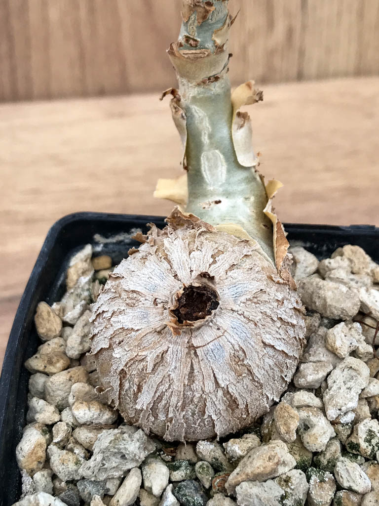 SHPR6860 Cissus juttae - Obrázek 2