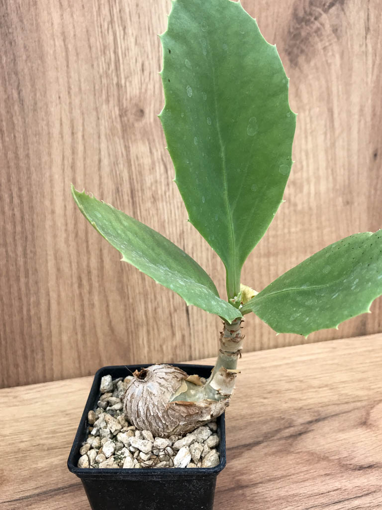 SHPR6860 Cissus juttae