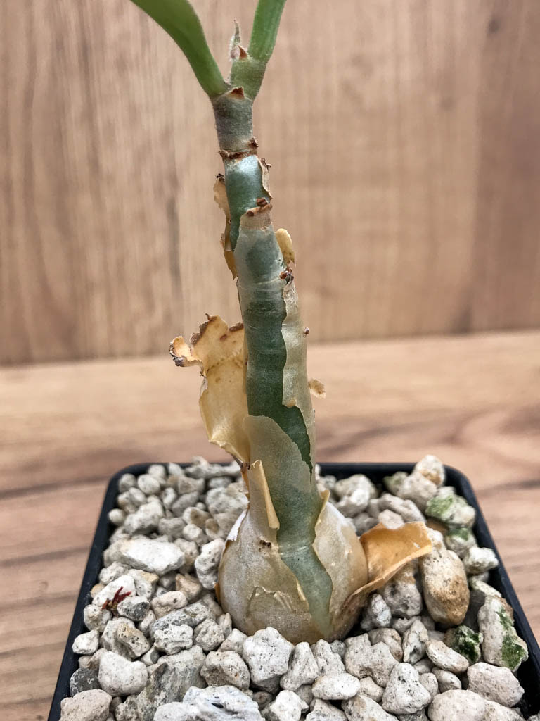 SHPR6861 Cissus juttae - Зображення 2