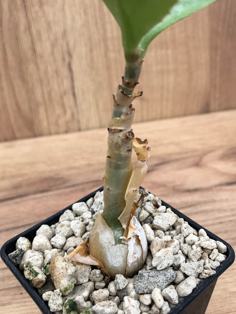 SHPR6861 Cissus juttae