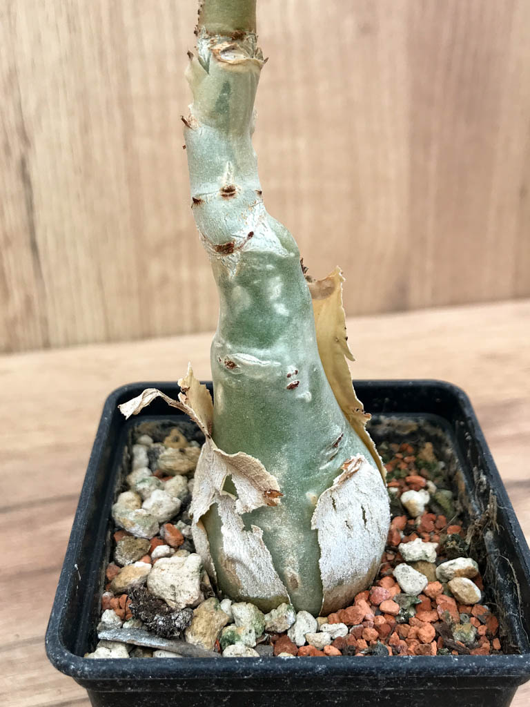 SHPR6862 Cissus juttae