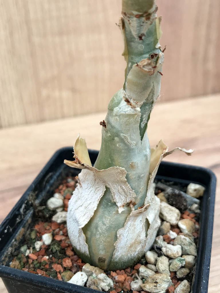 SHPR6862 Cissus juttae - Image 2