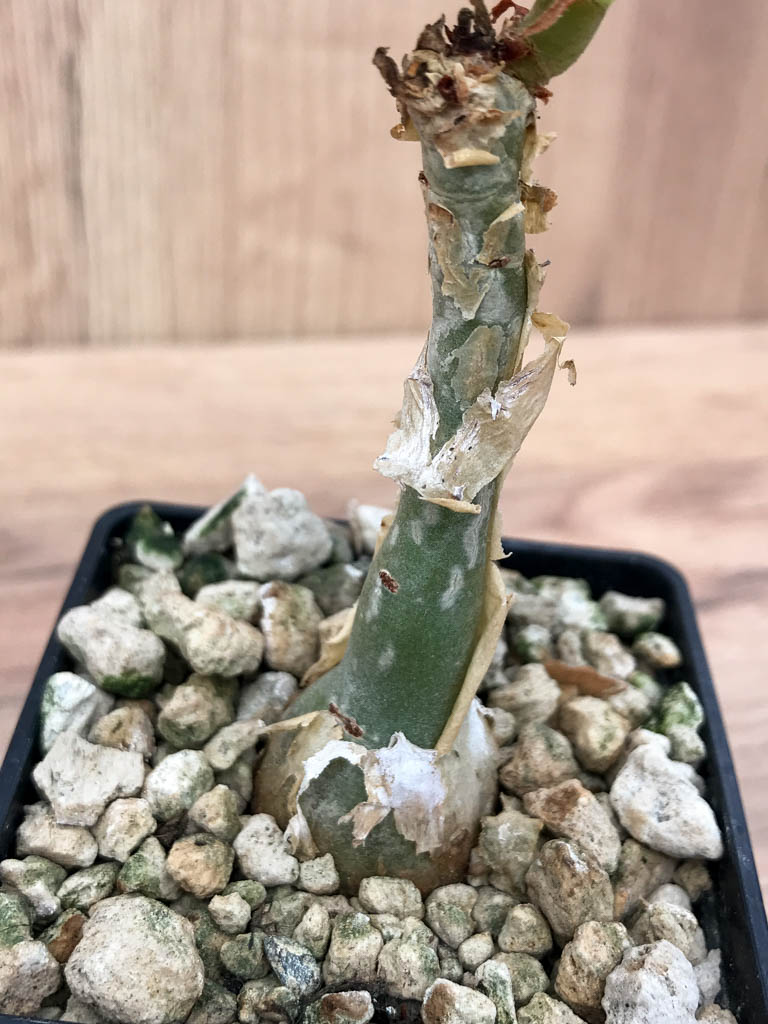 SHPR6864 Cissus juttae