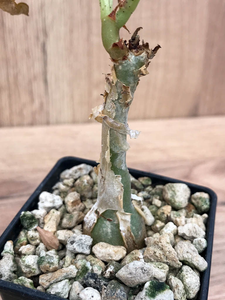 SHPR6864 Cissus juttae - Image 2