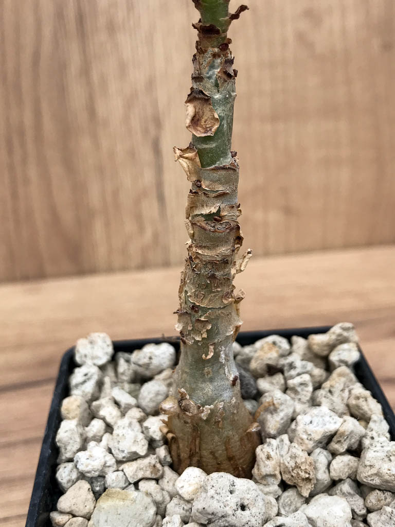 SHPR6866 Cissus juttae - Image 2