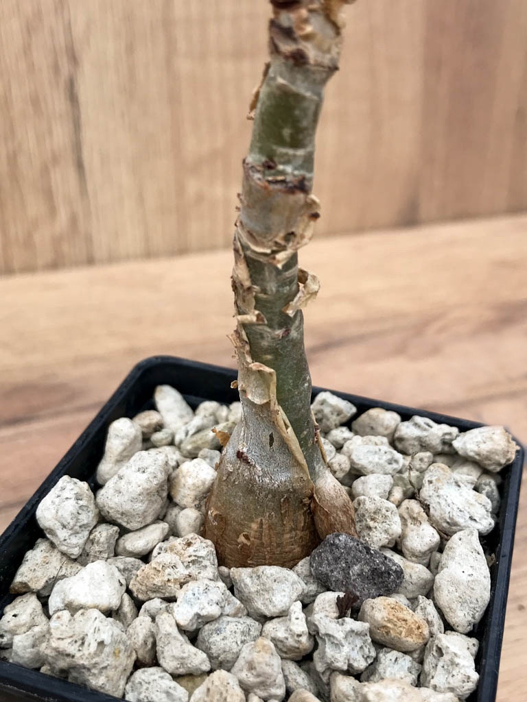 SHPR6866 Cissus juttae