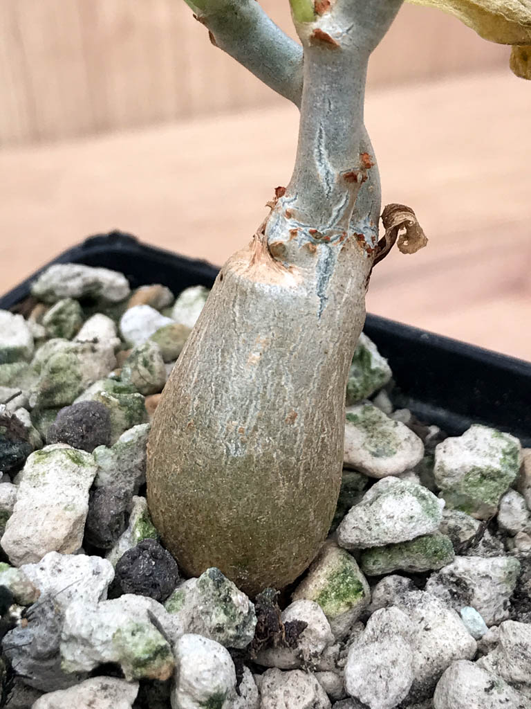 SHPR6867 Cissus juttae – Bild 2