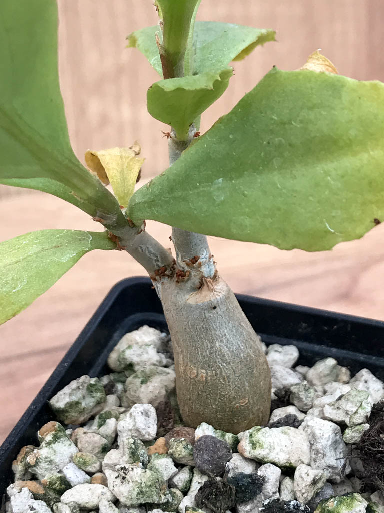 SHPR6867 Cissus juttae