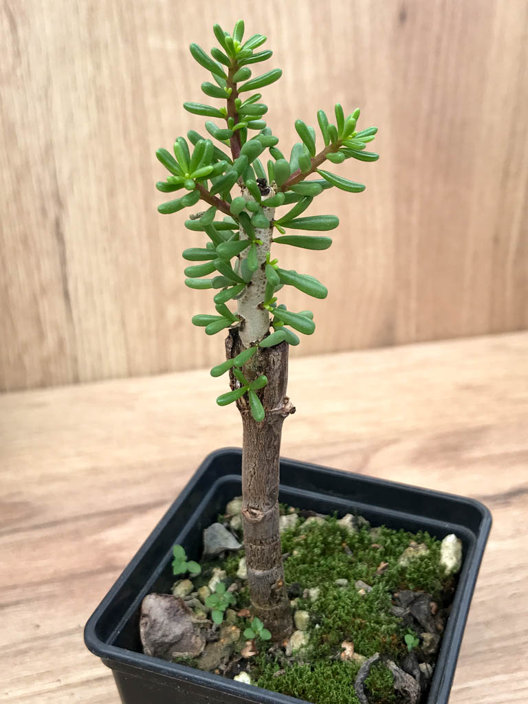 SHPR6868 Ceraria namaquensis - Image 2