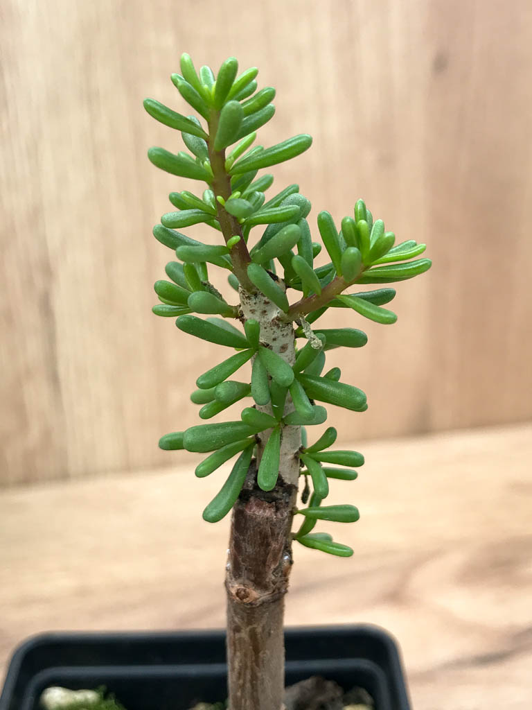 SHPR6868 Ceraria namaquensis