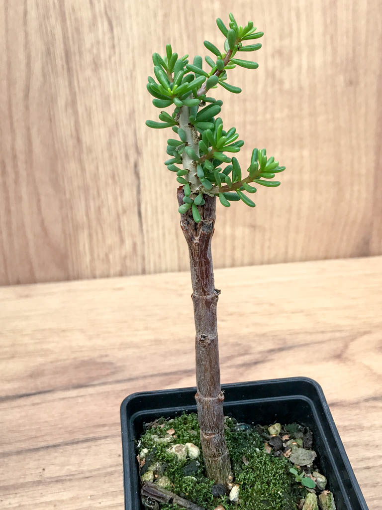 SHPR6868 Ceraria namaquensis - Image 3