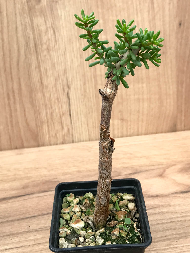 SHPR6868 Ceraria namaquensis - Image 4