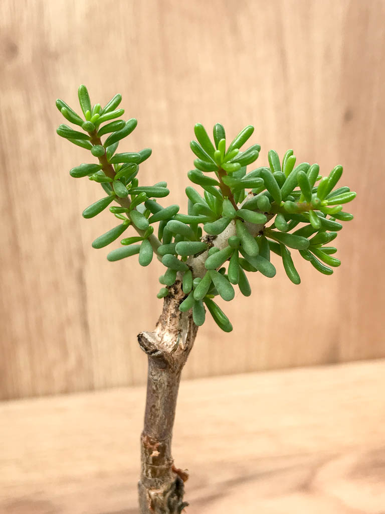 SHPR6868 Ceraria namaquensis - Image 5