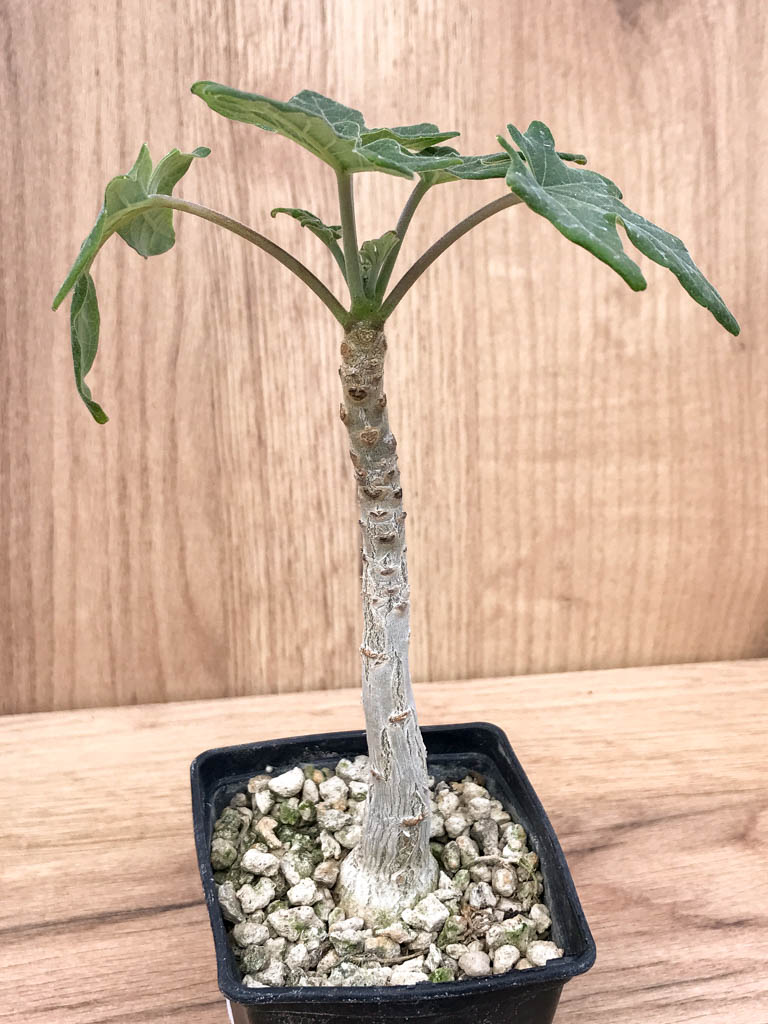 SHPR6869 Uncarina decaryi