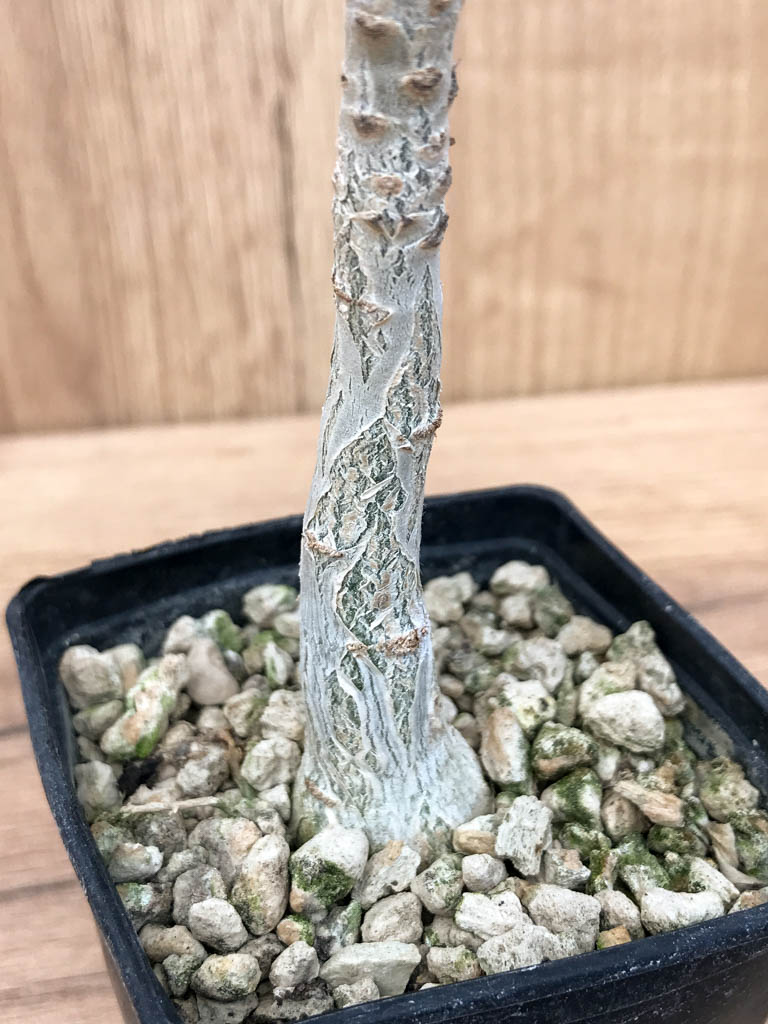 SHPR6869 Uncarina decaryi - Image 2