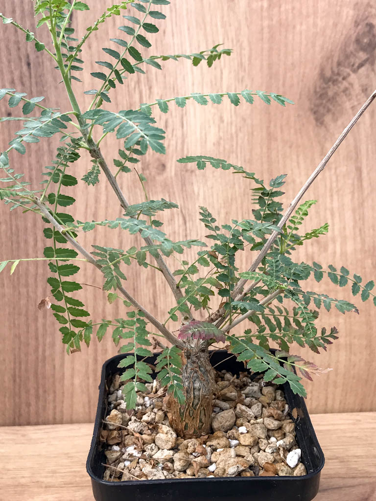 SHPR6870 Boswellia neglecta