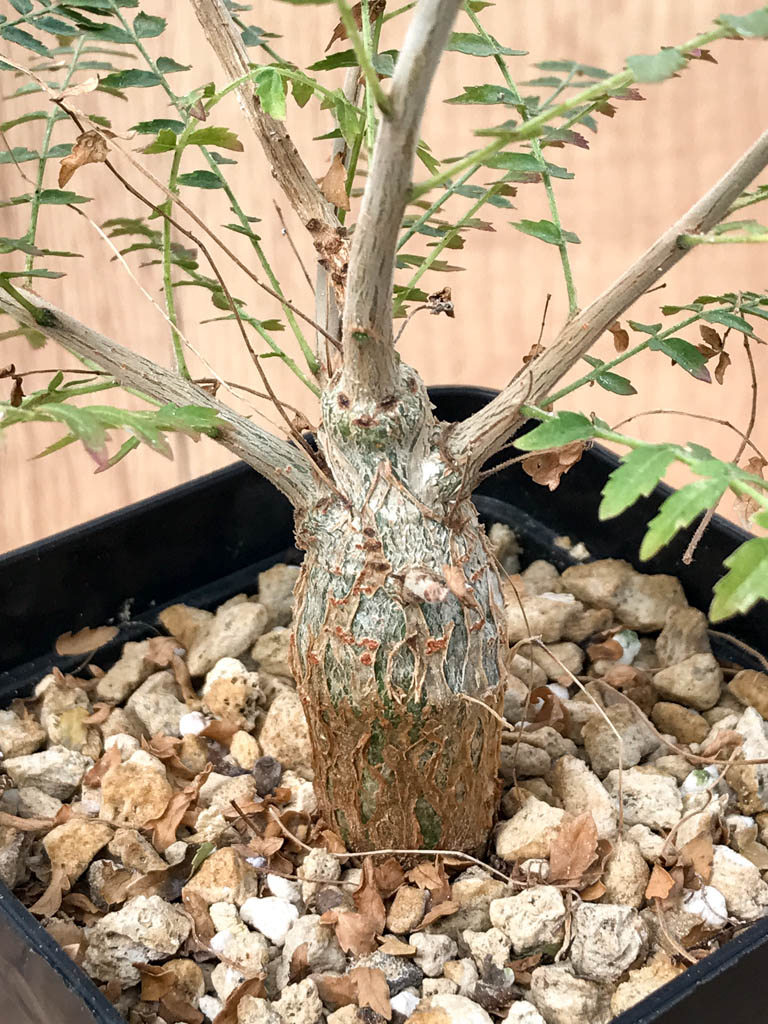 SHPR6870 Boswellia neglecta - Зображення 2