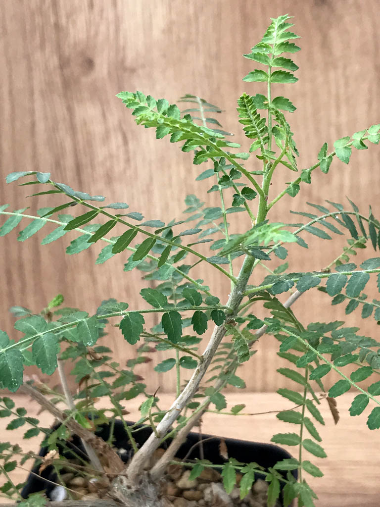 SHPR6870 Boswellia neglecta - Зображення 3