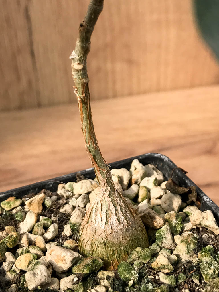 SHPR6871 Ficus petiolaris ssp. palmeri - Image 2